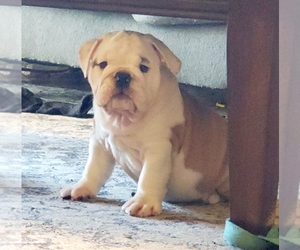 Bulldog Puppy for sale in BATESVILLE, AR, USA