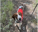 Small #9 Redbone Coonhound Mix
