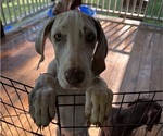 Puppy AKC Lana Great Dane