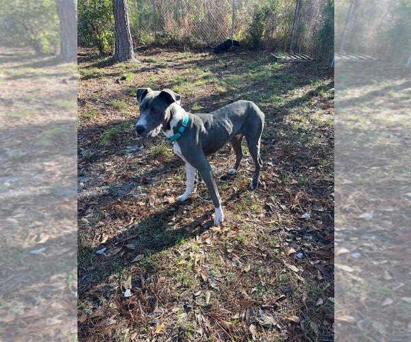 Medium Photo #4 Great Dane-Unknown Mix Puppy For Sale in Huntersville, NC, USA