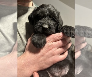 Labradoodle Puppy for sale in DAVENPORT, IA, USA