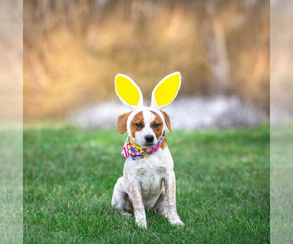 Medium Photo #8 Mutt Puppy For Sale in Unionville, PA, USA