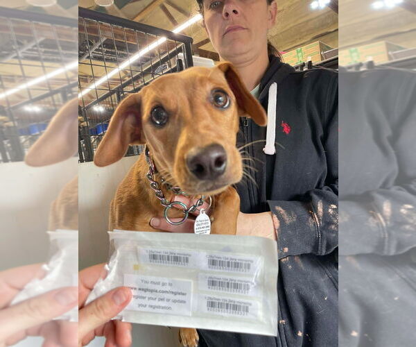 Medium Photo #4 Dachshund-Unknown Mix Puppy For Sale in Foristell, MO, USA