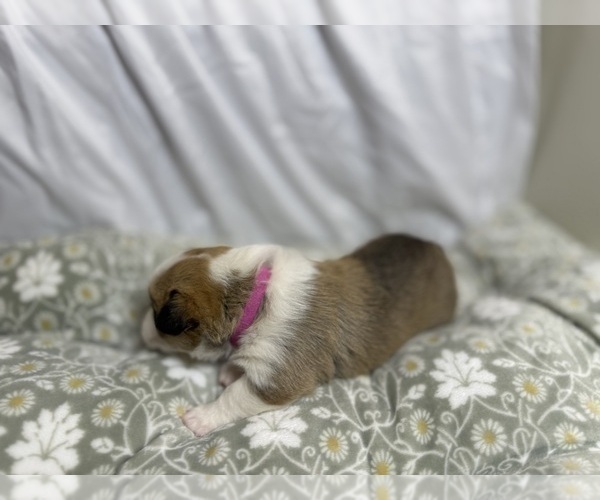 Medium Photo #6 Pembroke Welsh Corgi Puppy For Sale in GRAND RAPIDS, MI, USA