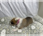 Small #5 Pembroke Welsh Corgi