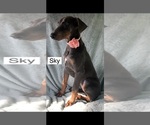 Small #1 Doberman Pinscher