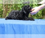Small #33 Poodle (Toy)