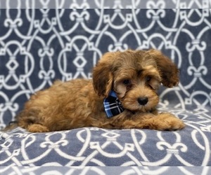 Poodle (Miniature)-Shorkie Tzu Mix Puppy for sale in LAKELAND, FL, USA