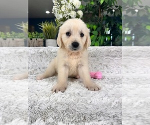 English Cream Golden Retriever Puppy for sale in GREENFIELD, IN, USA