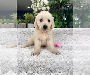 English Cream Golden Retriever Puppy for Sale in GREENFIELD, Indiana USA