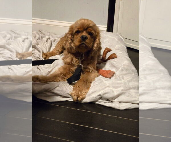 Medium Photo #4 Cocker Spaniel Puppy For Sale in Belleuve, NE, USA