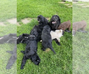 Newfoundland-Otterhound Mix Puppy for Sale in SPRING HILL, Kansas USA