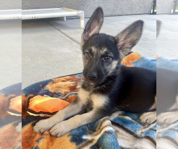 Medium Photo #3 German Shepherd Dog Puppy For Sale in Menifee, CA, USA
