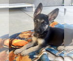 Small #2 German Shepherd Dog