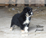 Small #6 Australian Shepherd