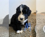 Small Photo #1 Bernedoodle Puppy For Sale in SCOTTSDALE, AZ, USA