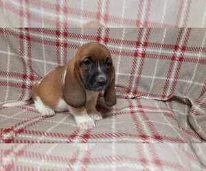 Basset Hound Puppy for sale in SALEM, WV, USA