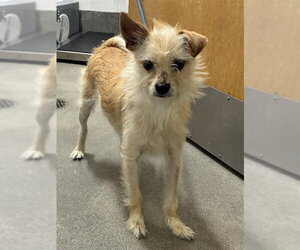 Malchi Dogs for adoption in Forestville, MD, USA