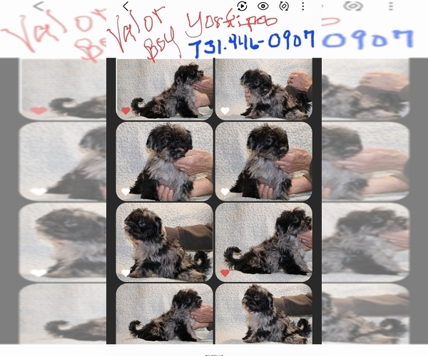 Medium Photo #11 Yorkiepoo mix (+ Poodle Toy) Puppy For Sale in DYERSBURG, TN, USA