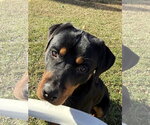 Small #7 Rottweiler