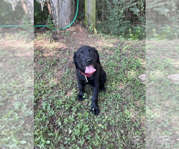 Medium Photo #3 Lab-Pointer Puppy For Sale in PELZER, SC, USA