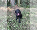 Small #2 Lab-Pointer