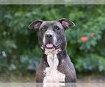 Small #1 American Bulldog Mix