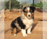 Small Photo #34 Miniature Australian Shepherd Puppy For Sale in WITTMANN, AZ, USA