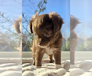 Chihuahua Puppy for sale in OREGON, WI, USA