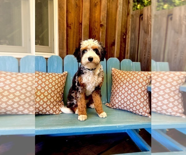 Medium Photo #5 Bernedoodle (Miniature) Puppy For Sale in SONOMA, CA, USA