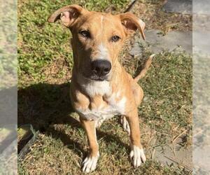 DALLAS - Male Mutt Dog for Adoption - Photo #2