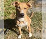 Small Photo #2 Mutt Puppy For Sale in San Antonio, TX, USA
