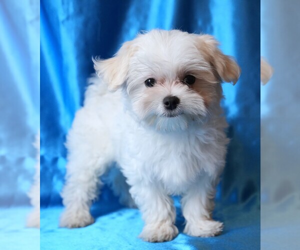 Medium Photo #5 Maltese Puppy For Sale in ROCK VALLEY, IA, USA