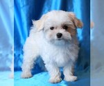 Small #4 Maltese