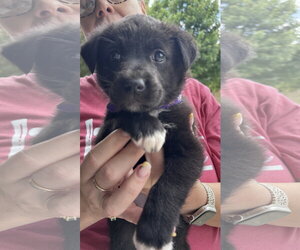 American Staffordshire Terrier-Unknown Mix Dogs for adoption in Holly Springs, NC, USA