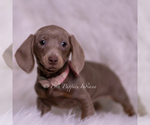Small #2 Dachshund