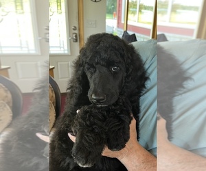 Medium Poodle (Standard)