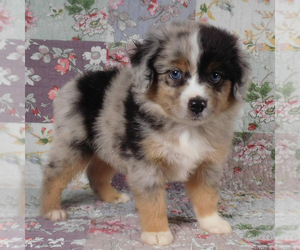Miniature Australian Shepherd Puppy for sale in HARRISON, OH, USA