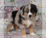 Image preview for Ad Listing. Nickname: Bowie