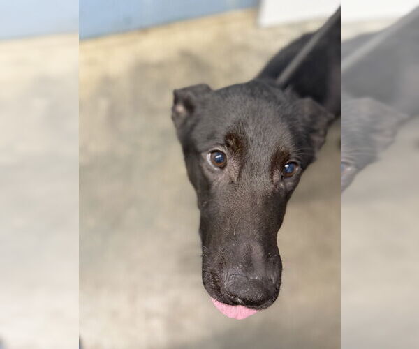 Medium Photo #3 German Shepherd Dog-Unknown Mix Puppy For Sale in Evansville, IN, USA