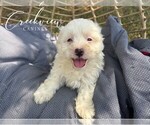 Puppy Clover Havachon