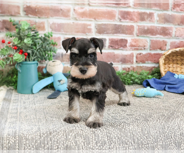 Medium Photo #3 Schnauzer (Miniature) Puppy For Sale in SYRACUSE, IN, USA