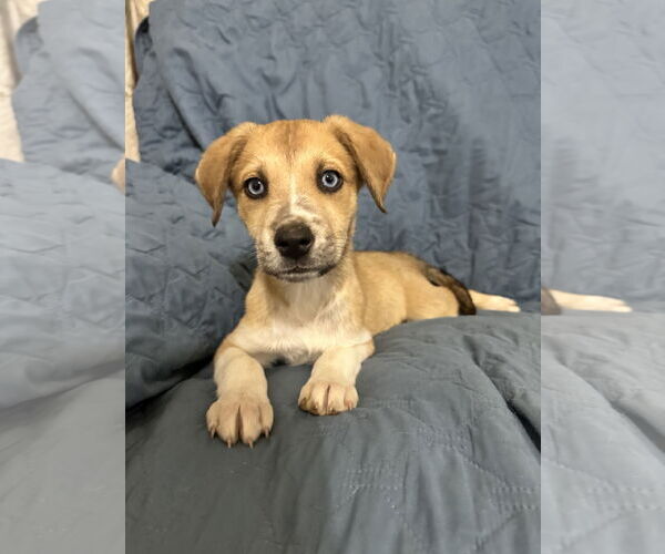 Medium Photo #4 Mutt Puppy For Sale in Ball Ground, GA, USA