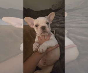 French Bulldog Puppy for sale in SARASOTA, FL, USA