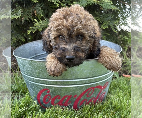 Medium Photo #4 Whoodle (Miniature) Puppy For Sale in MIDDLEBURY, IN, USA
