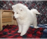 Small Photo #3 Samoyed Puppy For Sale in LUBLIN, WI, USA