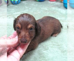 Dachshund Puppy for sale in RATTAN, OK, USA