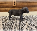 Small Photo #54 Cane Corso Puppy For Sale in BARBOURSVILLE, VA, USA