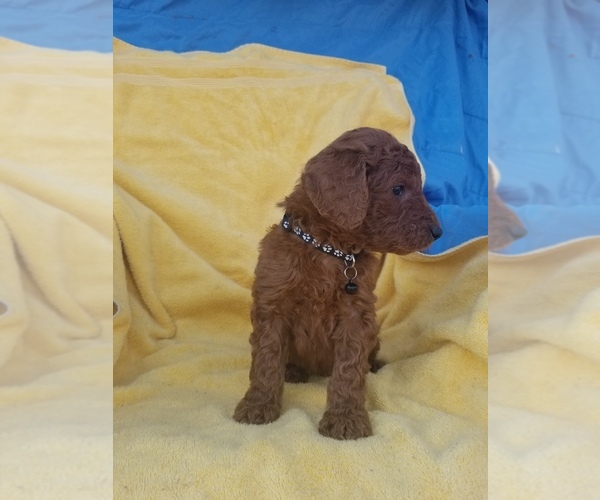 Medium Photo #7 Poodle (Standard) Puppy For Sale in LOWELL, AR, USA