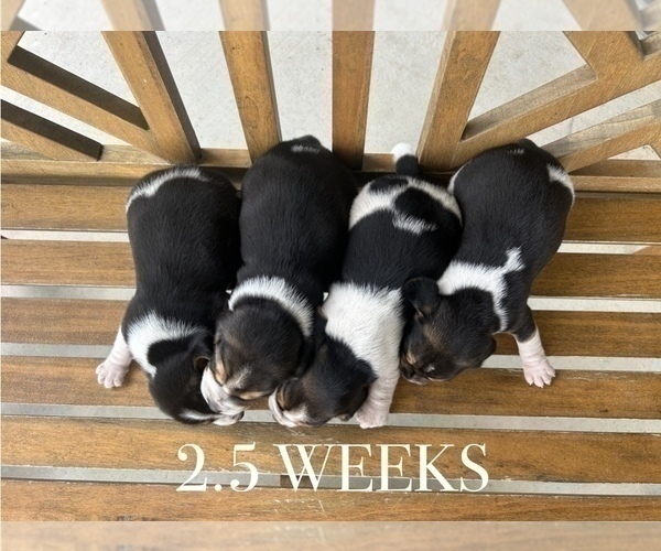 Medium Photo #13 Beagle Puppy For Sale in MCPHERSON, KS, USA